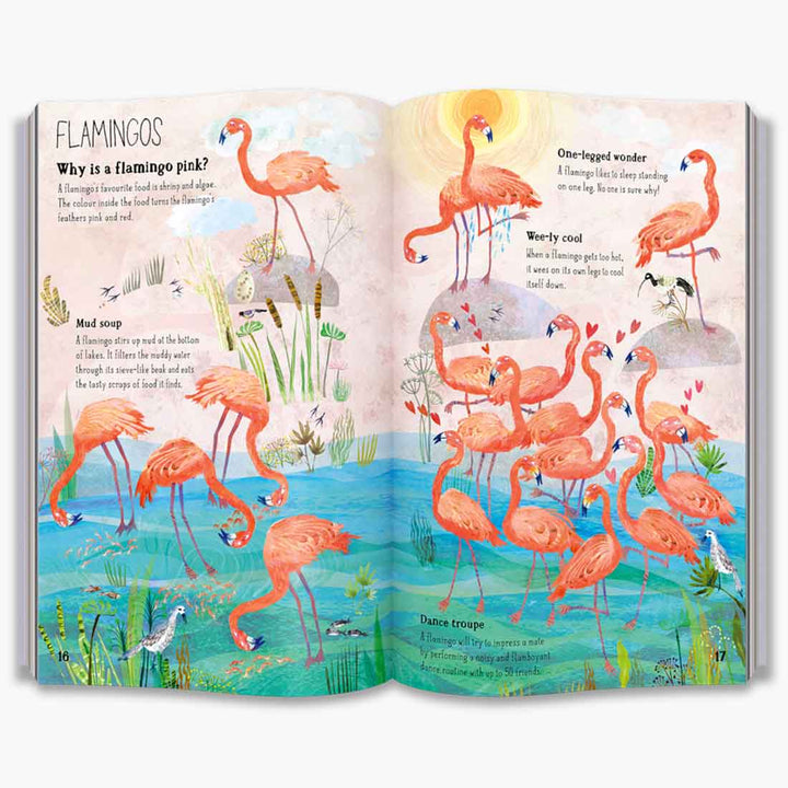The Big Book of Birds (The Big Book Series)