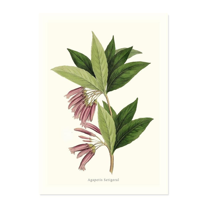 Agapetes Setigera ART PRINT - Art prints