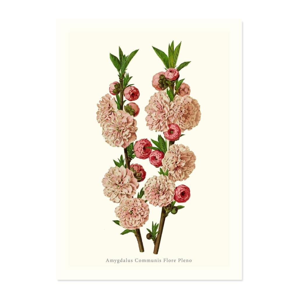 Amygdalus Communis Flore Pleno ART PRINT - Art prints
