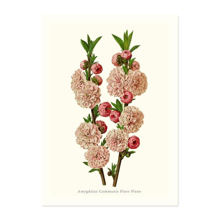 Amygdalus Communis Flore Pleno ART PRINT - Art prints