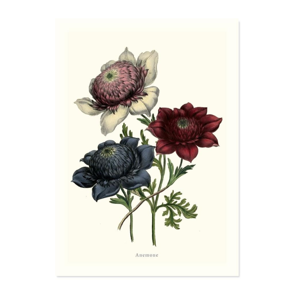 Anemone ART PRINT - Art prints