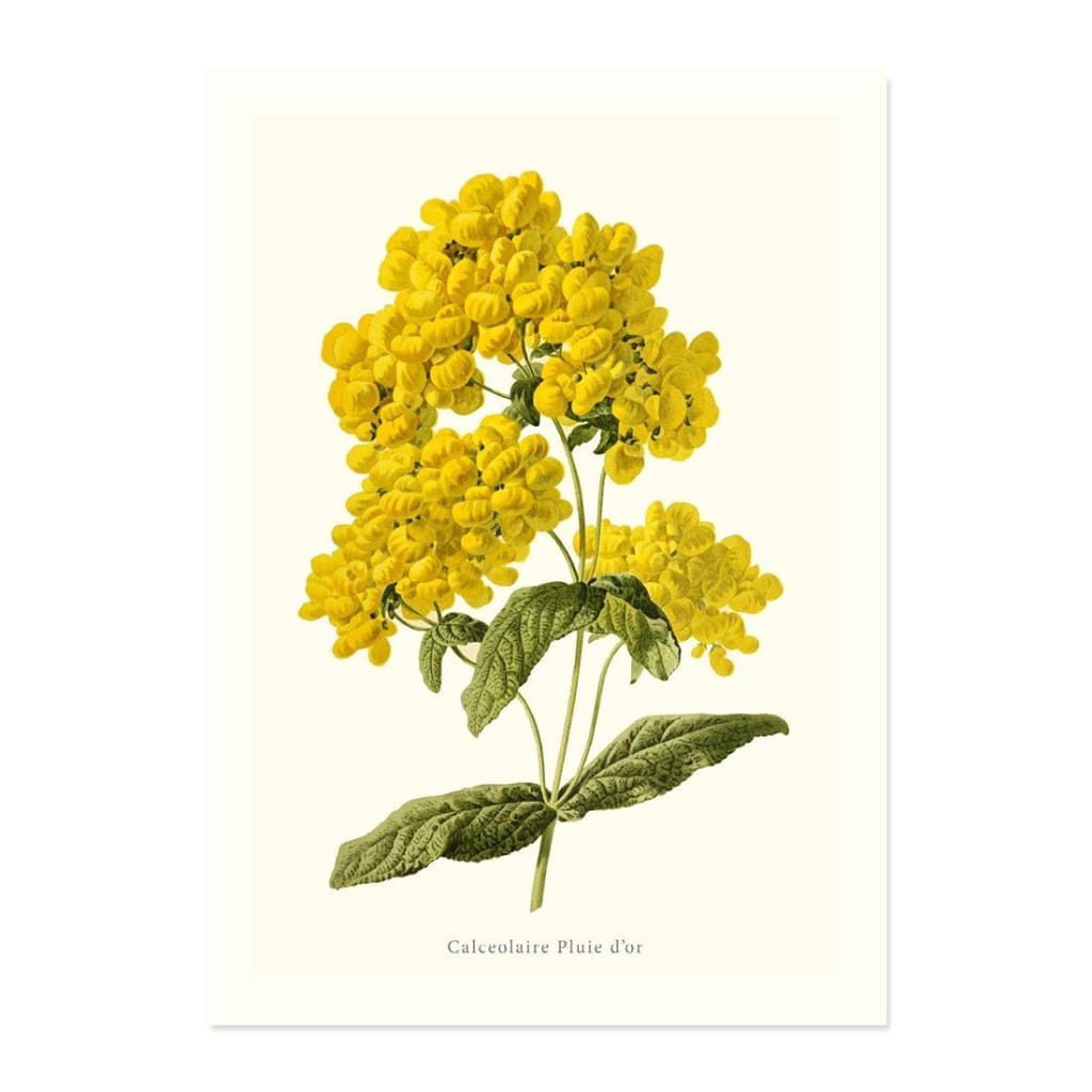 Calceolaire Pluie dGÇÖor ART PRINT - Art prints