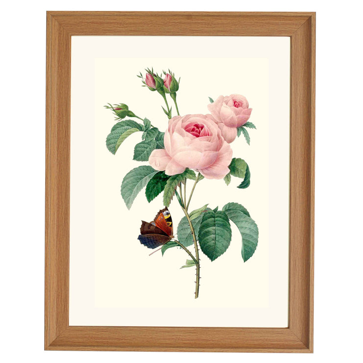 Rosa centifolia - Cabbage Rose ART PRINT