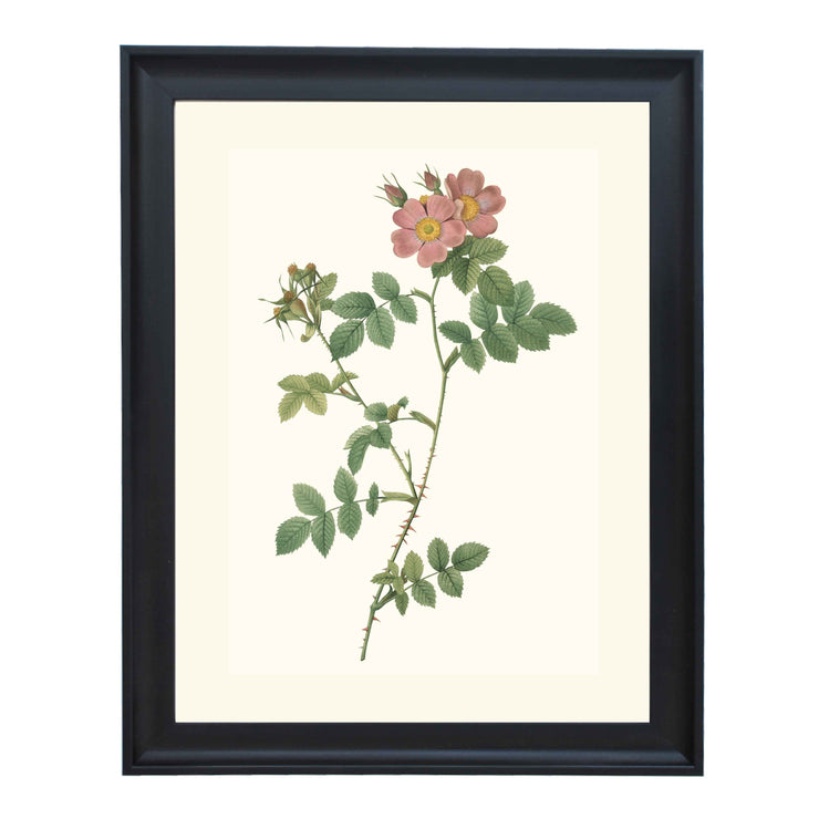 Rosa Rubiginosa Triflora Variete du Rosier rubigineux - Redoute ART PRINT