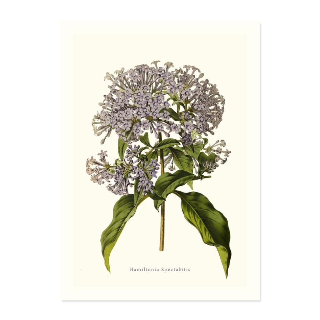 Hamiltonia Spectabitis ART PRINT - Art prints