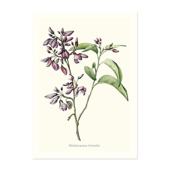 Phlebotaenia Cowellii ART PRINT - Art prints