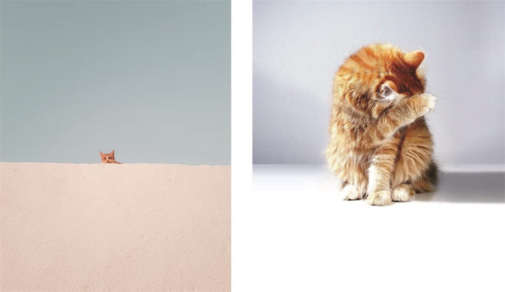 This Book is Literally Just Pictures of Animals Silently Judging You Book