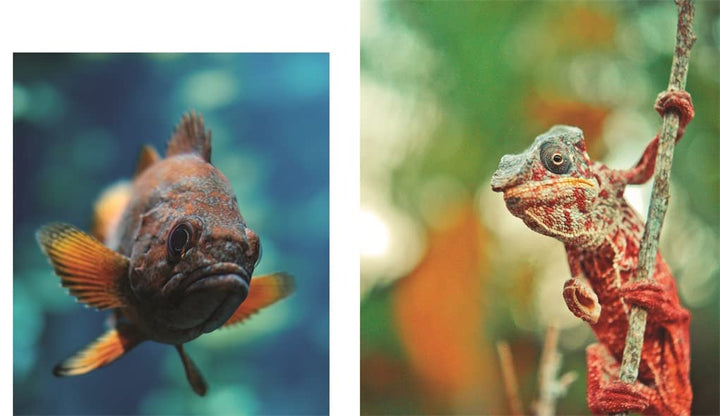 This Book is Literally Just Pictures of Animals Silently Judging You Book