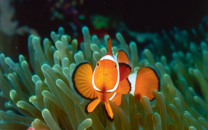 Underwater photography: by Vincenzo Paolillo Book