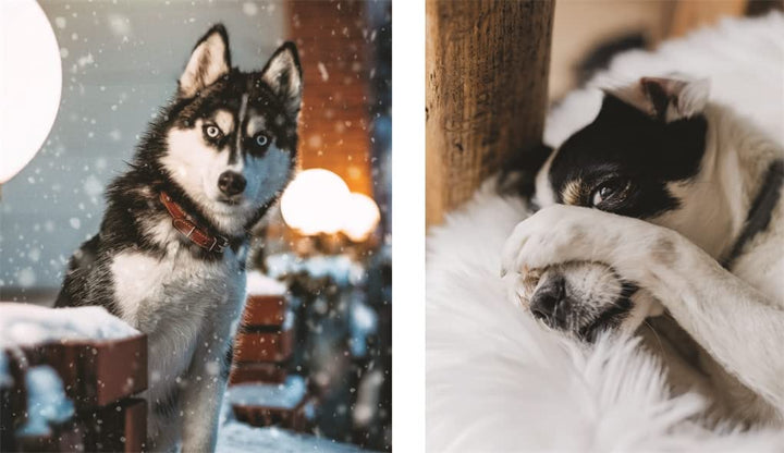 This Book is Literally Just Pictures of Animals Silently Judging You Book