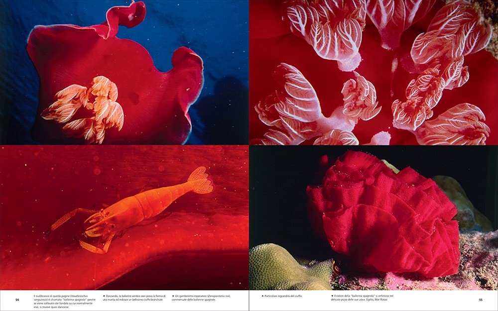 Underwater photography: by Vincenzo Paolillo Book