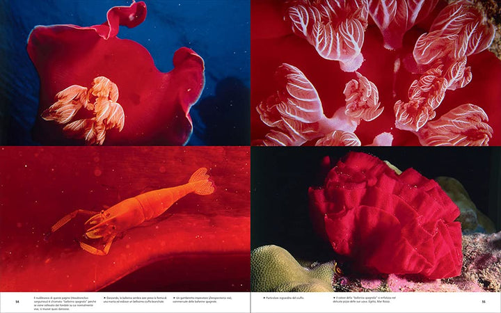 Underwater photography: by Vincenzo Paolillo Book