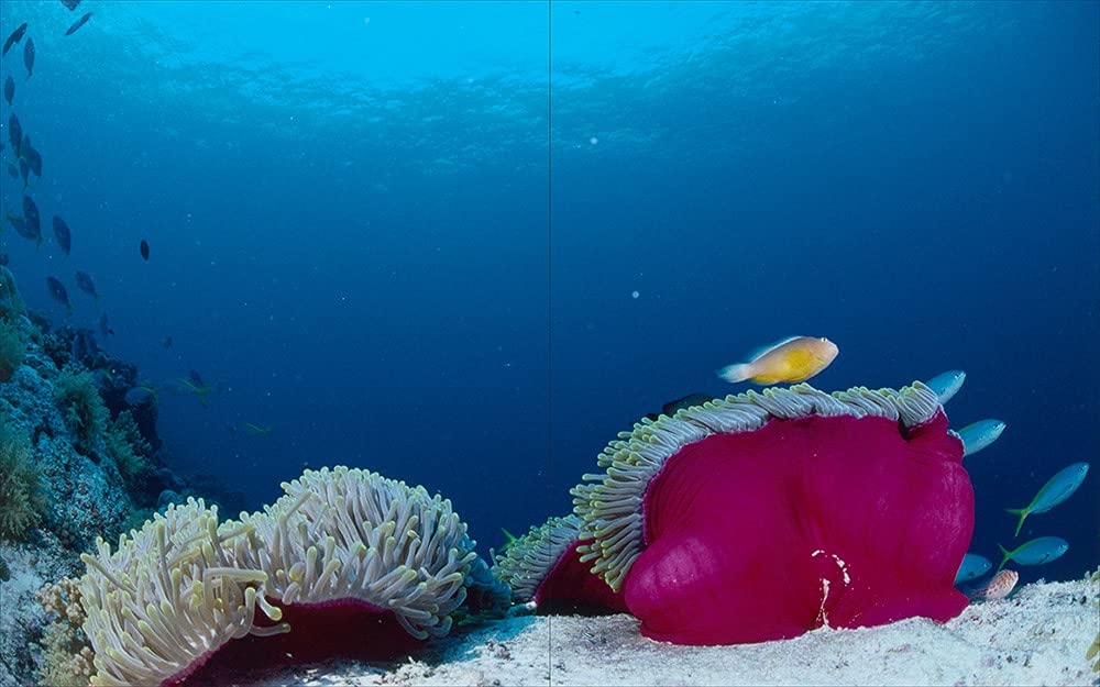 Underwater photography: by Vincenzo Paolillo Book