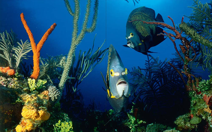 Underwater photography: by Vincenzo Paolillo Book