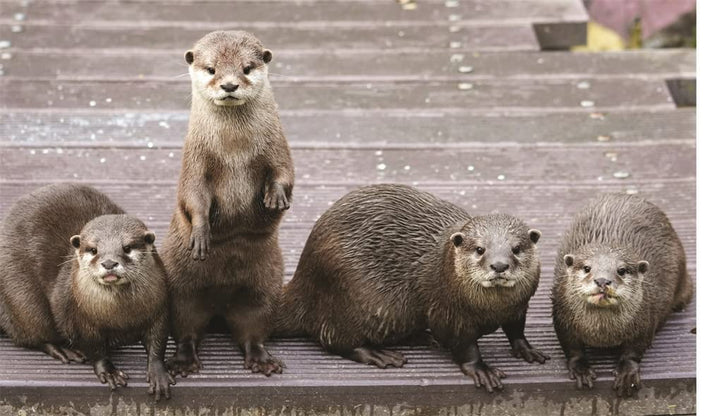 This Book is Literally Just Pictures of Animals Silently Judging You Book