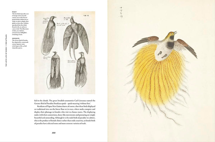 Remarkable Birds Book