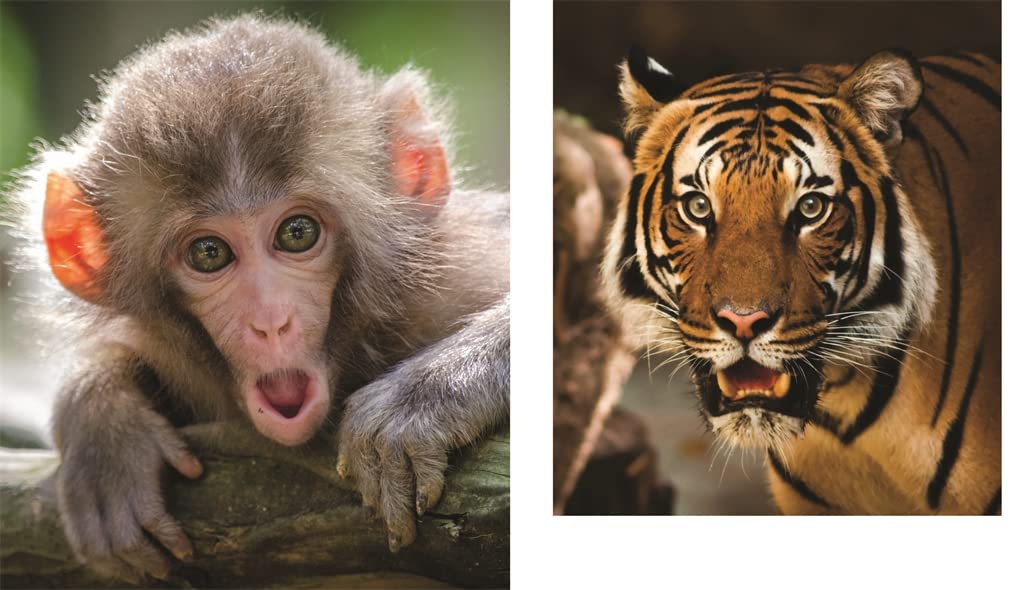 This Book is Literally Just Pictures of Animals Silently Judging You Book