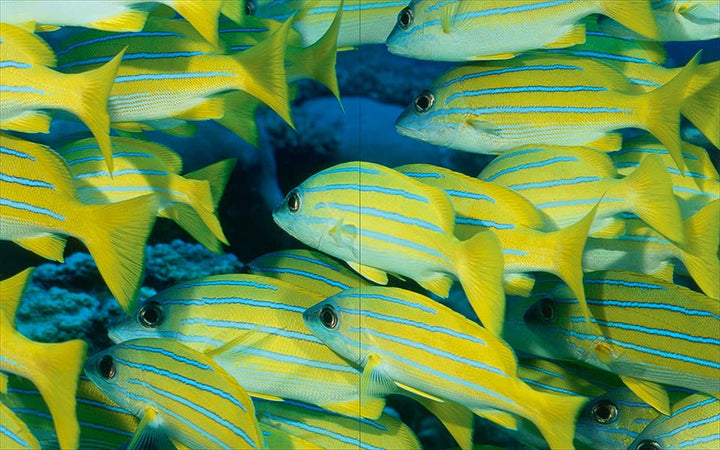 Underwater photography: by Vincenzo Paolillo Book