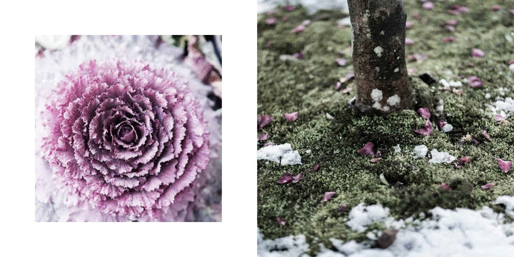 The Magic of Japanese Zen Gardens: A Meditative Journey Book