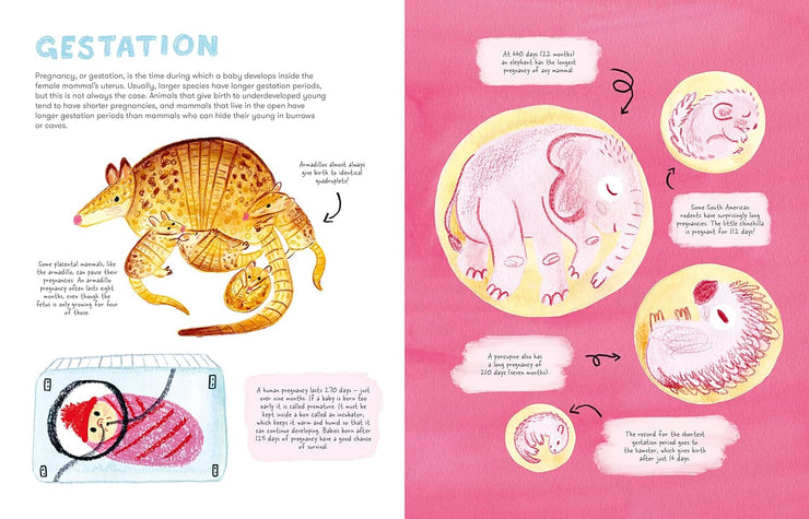 Mama Mammals: Reproduction and Birth in Mammals Book
