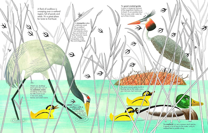 1001 Birds (1001 Series, 4)