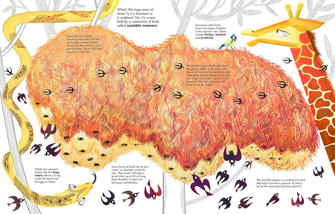 1001 Birds (1001 Series, 4)