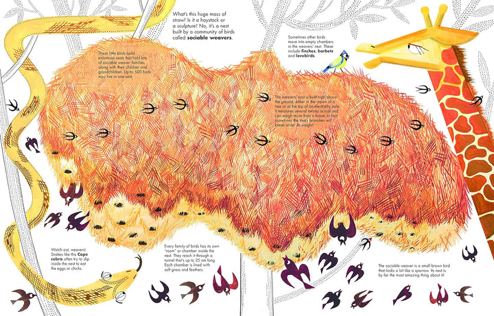 1001 Birds (1001 Series, 4)