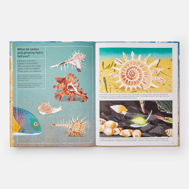 WHAT A SHELL CAN TELL BOOK