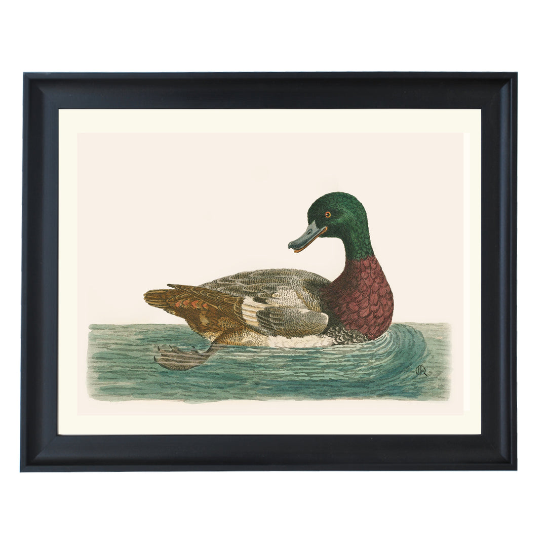 The Green Duck Art Print