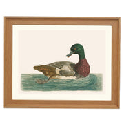 The Green Duck Art Print