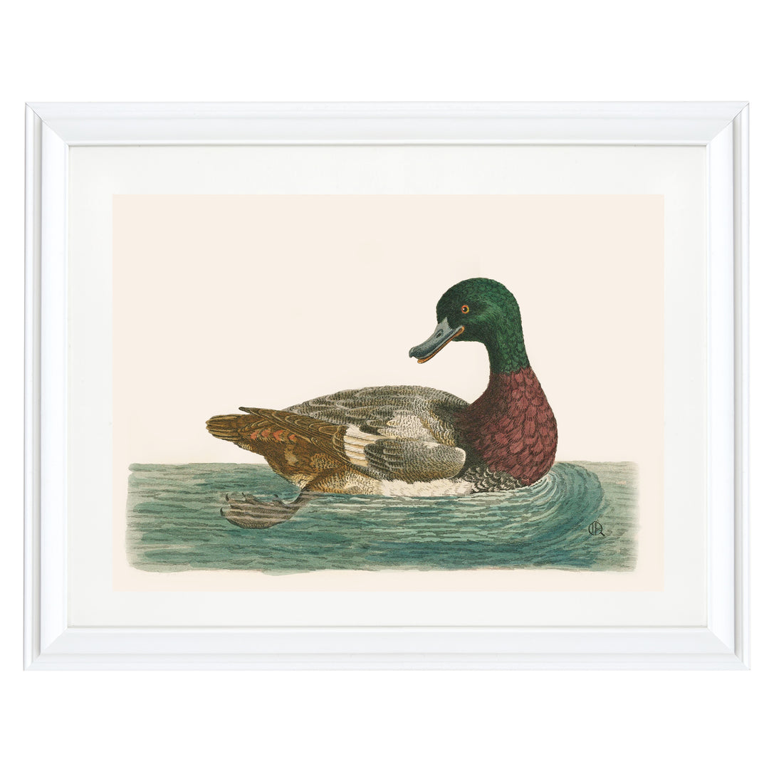 The Green Duck Art Print