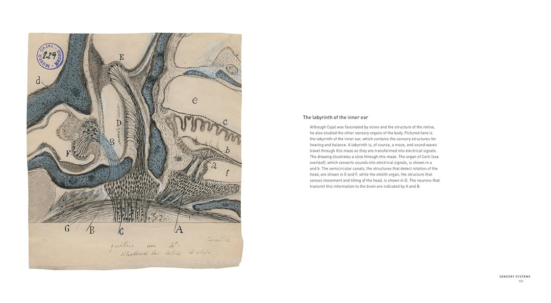 The Beautiful Brain: The Drawings of Santiago Ramon y Cajal Book