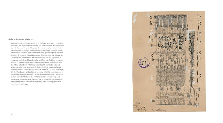 The Beautiful Brain: The Drawings of Santiago Ramon y Cajal Book