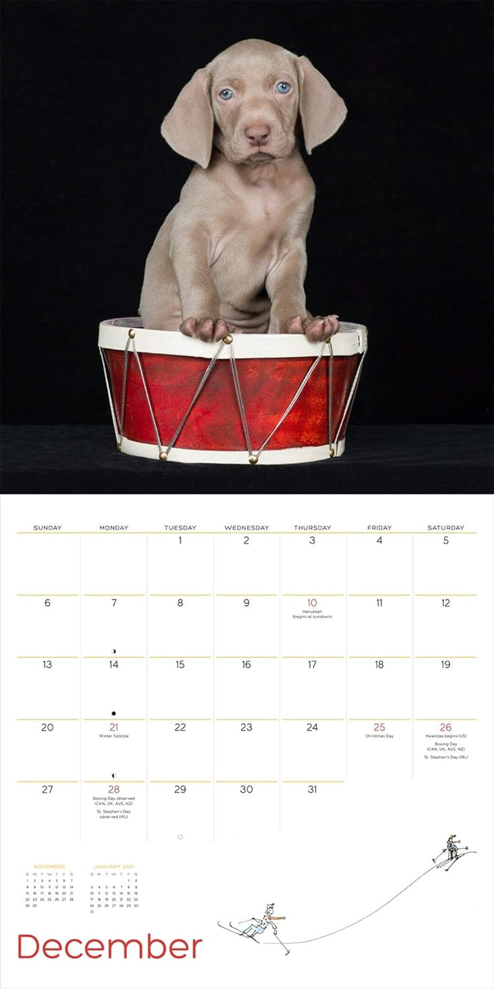 William Wegman Puppies 2020 Wall Calendar