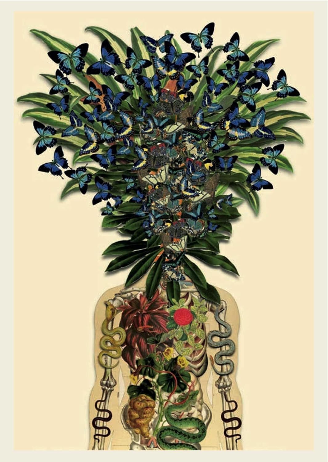 Anatomy Rocks: postcards: A portfolio: 24 plates