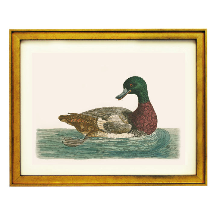 The Green Duck Art Print