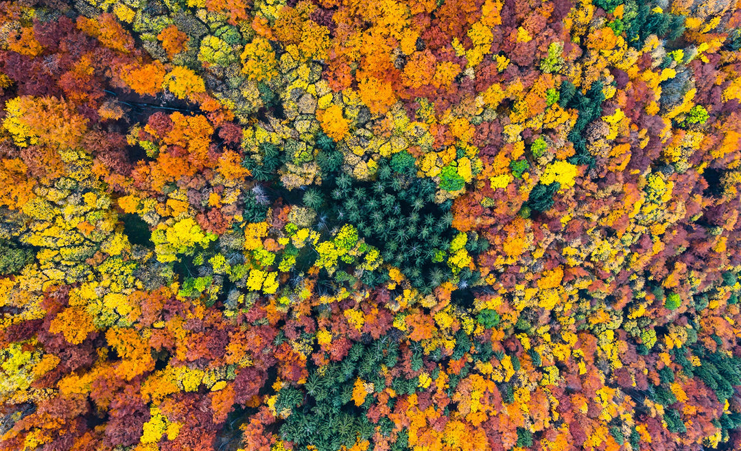 Trees: From Root to Leaf – A Financial Times Book of the Year Book