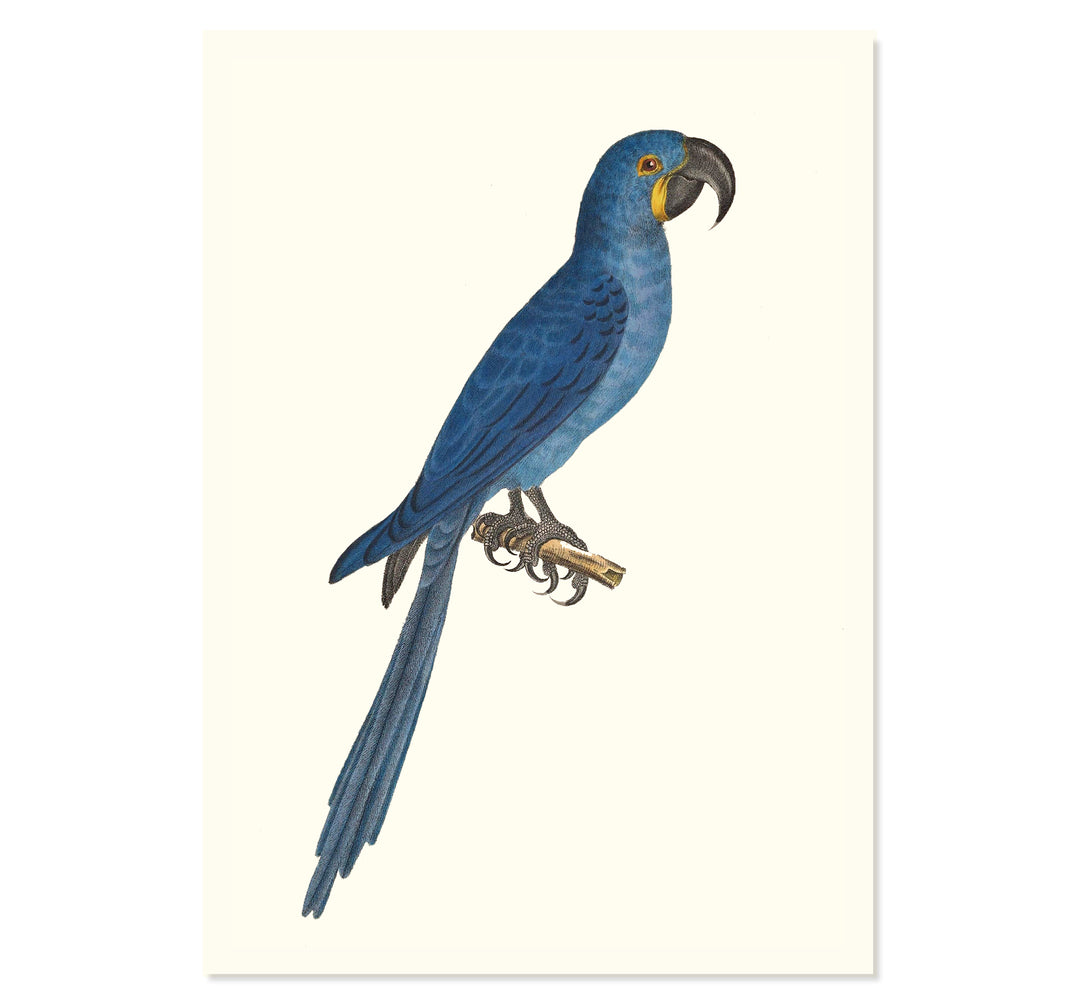 Glaucous Macaw Art Print