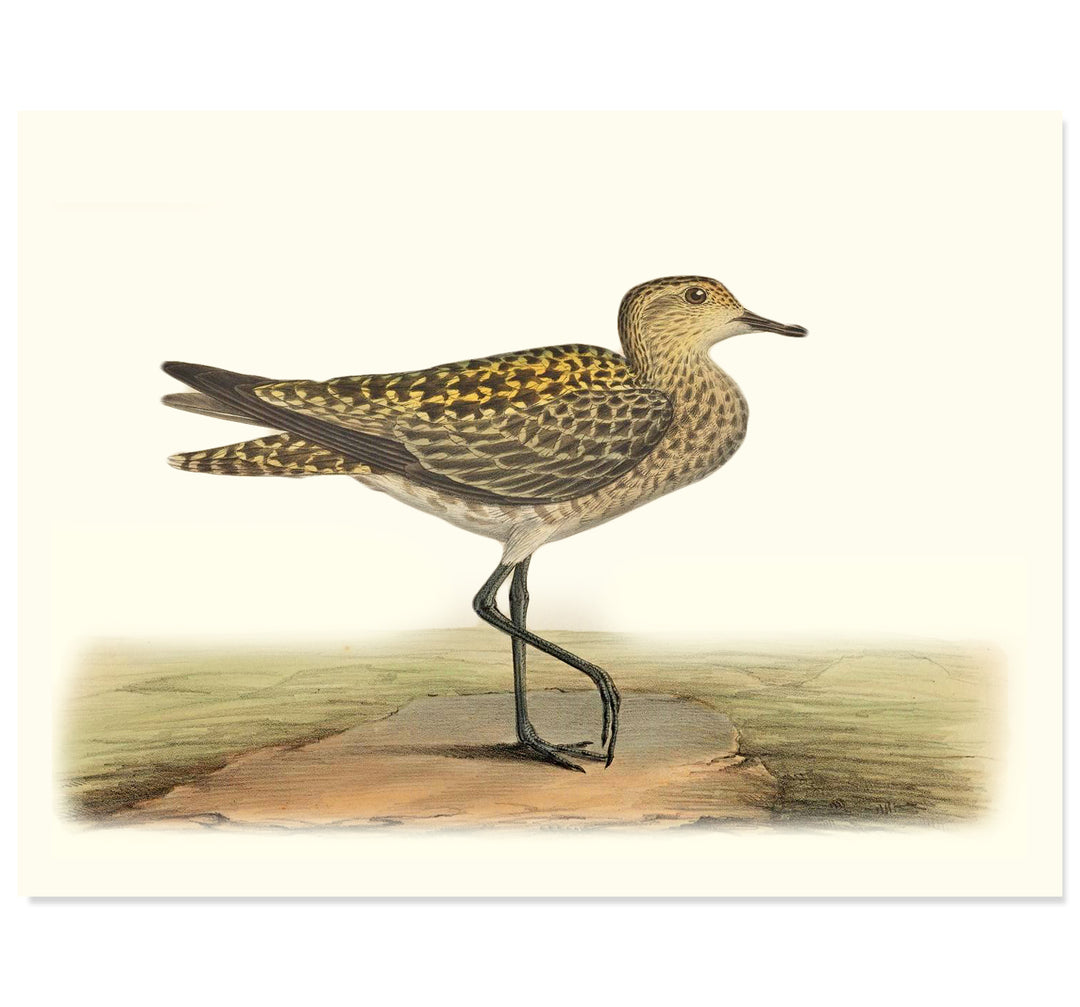 The European Golden Plover Art Print