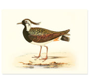 Northern Lapwing Art Print