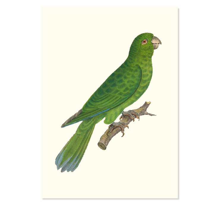 Grey-cheeked Parakeet Art Print