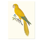 Carolina Parakeet Art Print