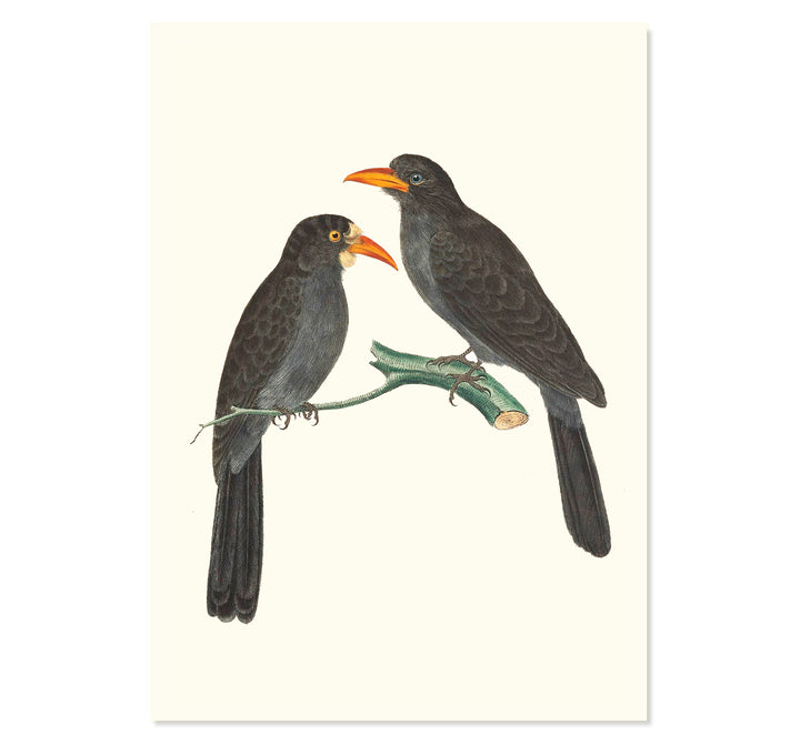 Black-fronted Nunbirds Art Print