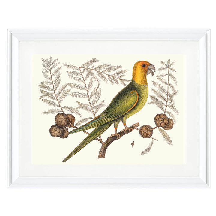 The Carolina Parakeet Art Print