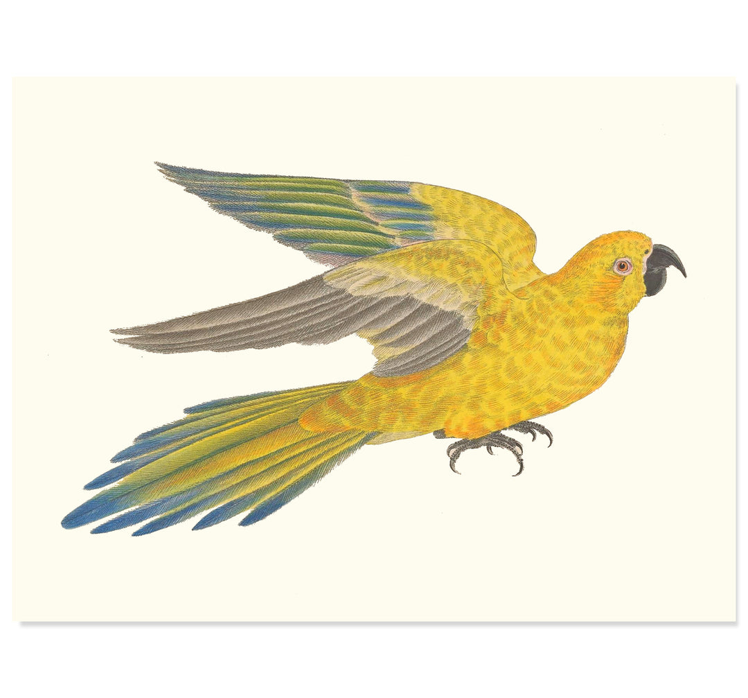 Sulphur-breasted Parakeet Art Print