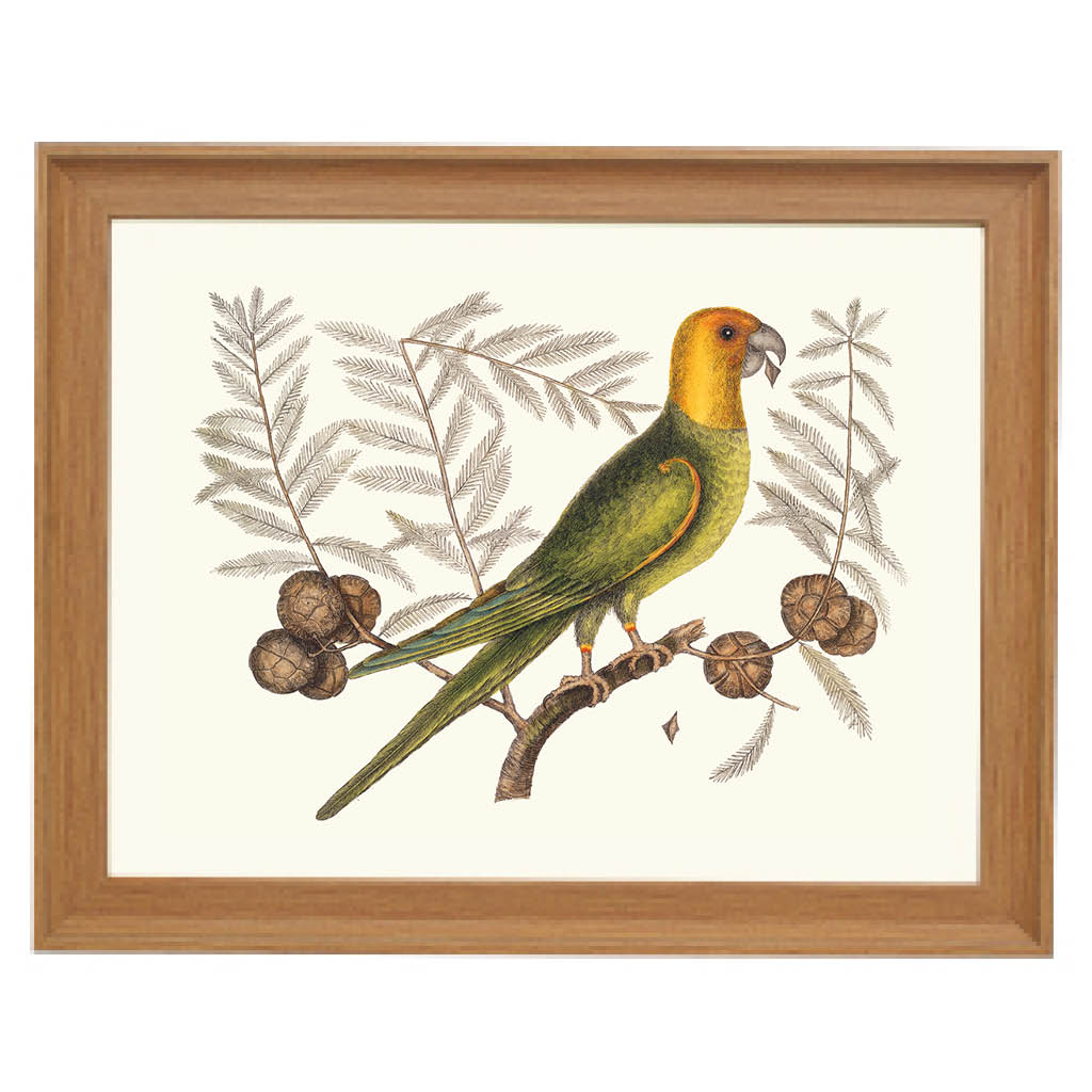 The Carolina Parakeet Art Print