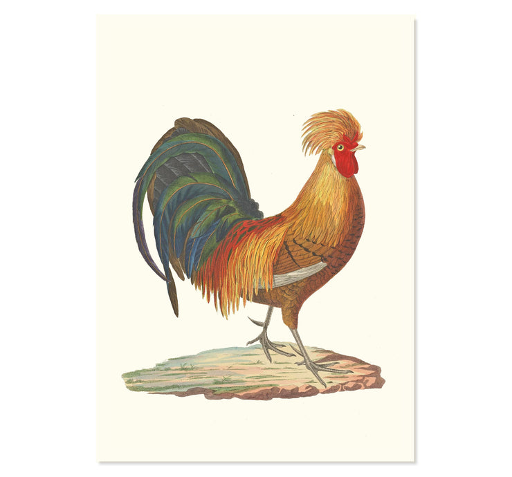 The Rooster Art Print