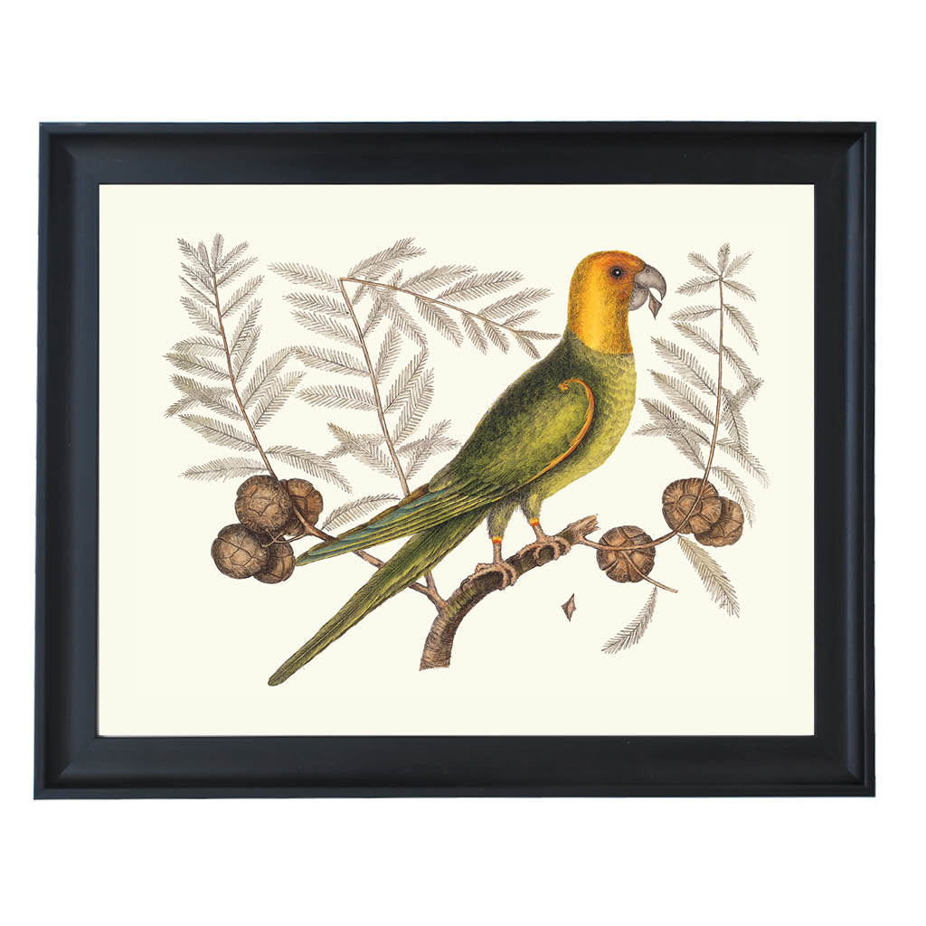 The Carolina Parakeet Art Print