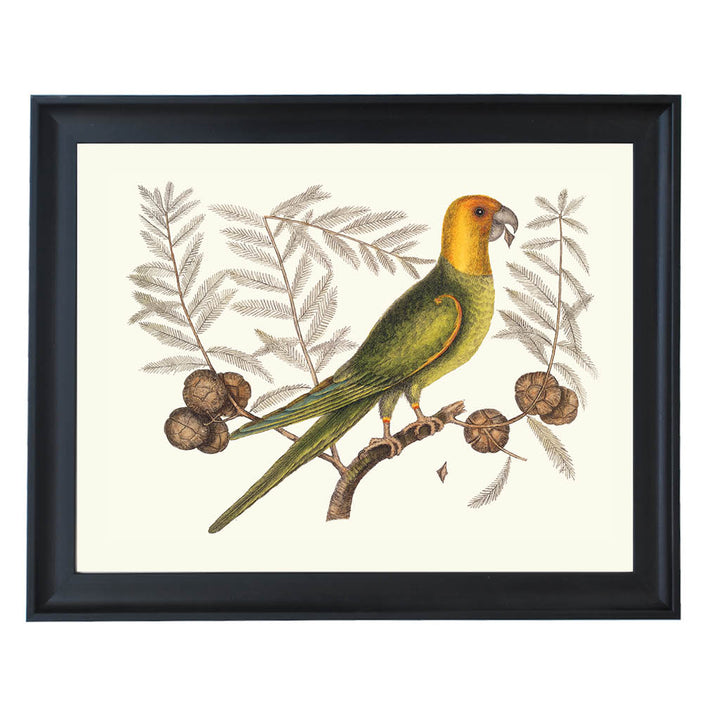 The Carolina Parakeet Art Print