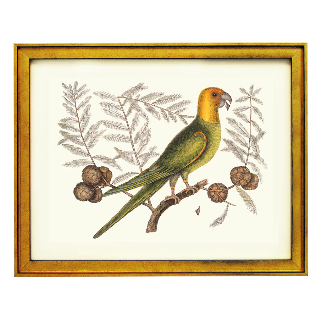 The Carolina Parakeet Art Print